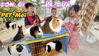 Pet Mới - Mẹ Mua Con Gì Lạ Quá Vậy Mẹ [ Trang And Vinh ]