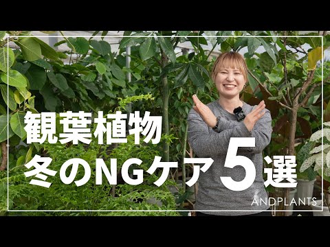 【冬の管理】“冬にやりがちなNG”植物ケア｜弱らせる前に要チェック