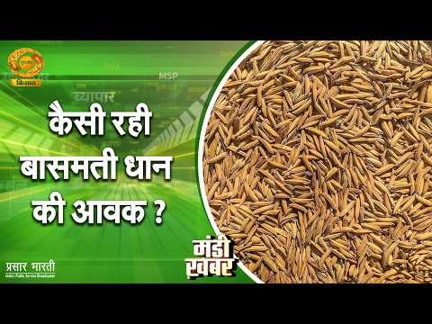 Mandi Khabar: How was the Basmati Paddy arrival? | Basmati Paddy Arrival & Mandi Update | DD Kisan