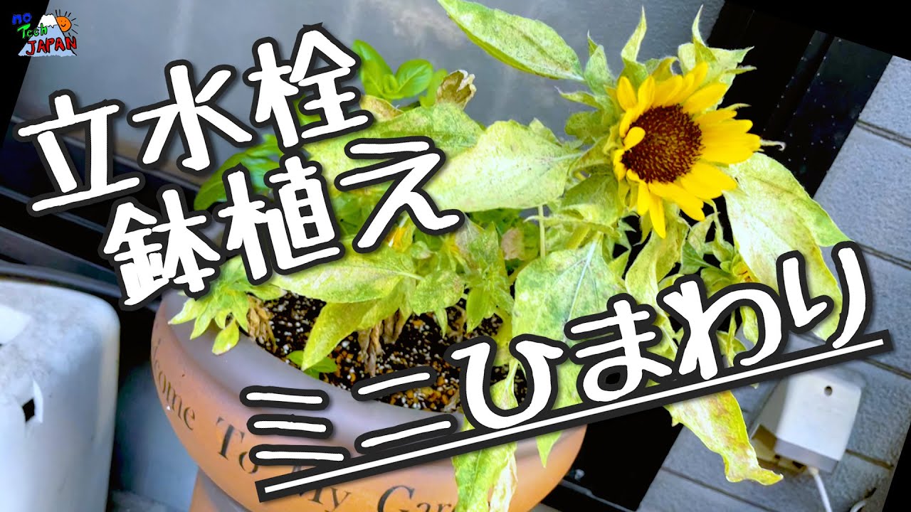 ヒマワリ】ミニひまわりを立水栓の植木鉢で育ててみました【初心者