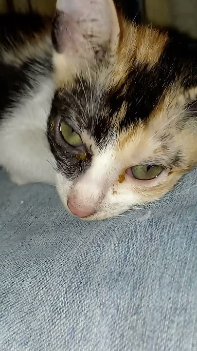 cali🐱😺