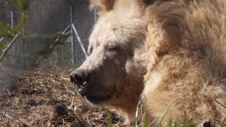 Near Kyiv, bears emerge from hibernation after hardest winter at sanctuary since 2022 | AFP