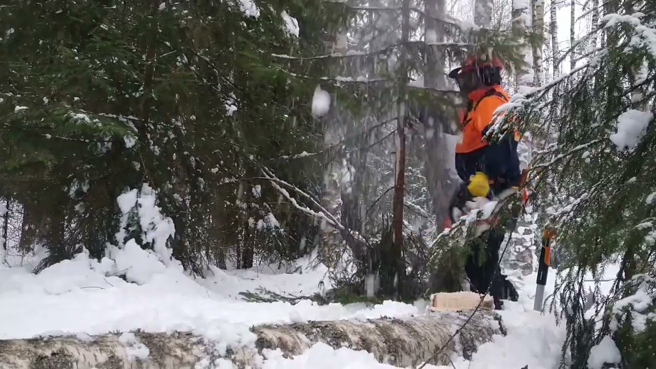 Klapiainesten hakua talvisesta koivikosta