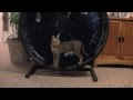 The Cat Wheel
