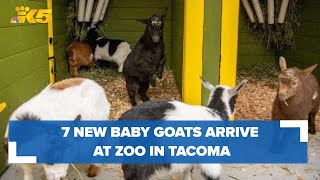 Meet the 7 newest baby goats at Tacoma's Point Defiance Zoo by KING 5 Seattle 265 views 6 hours ago 19 seconds