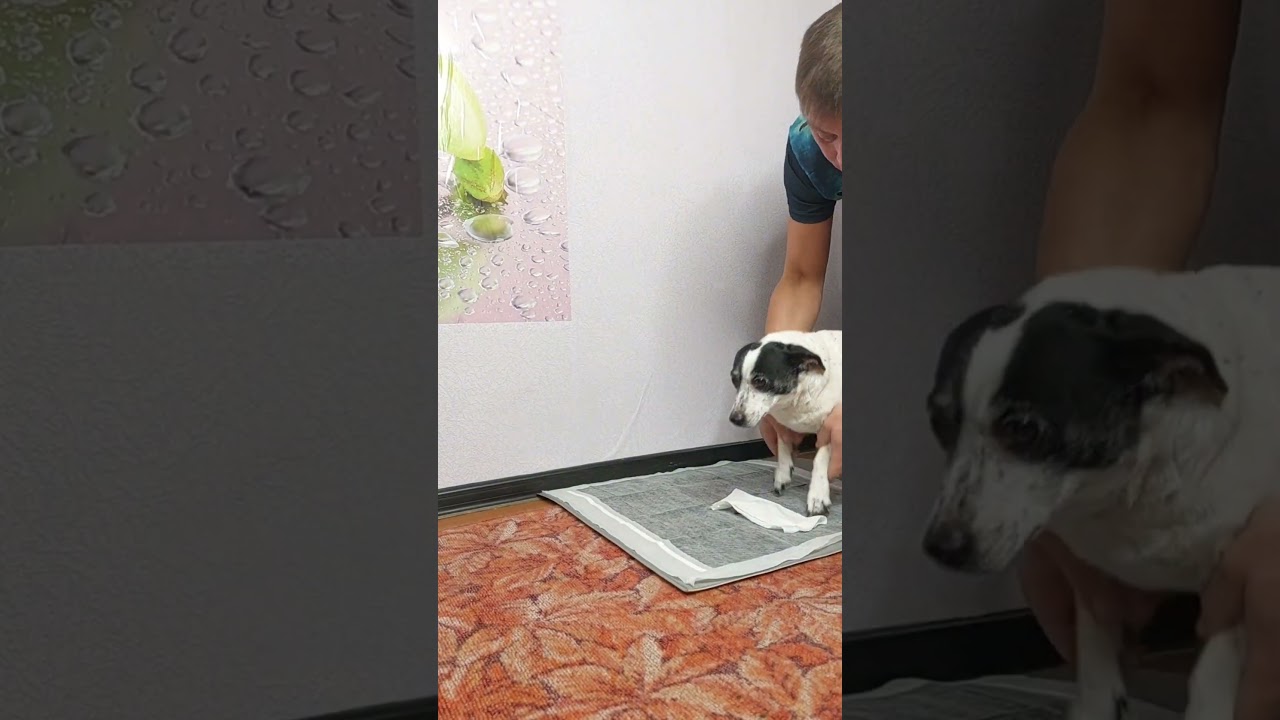 Артикул WB: 765794983 OZON: 3407477622 ЯМ: 5049161769 Пеленки  OK, Poodle 