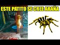 8 Animales Fingiendo Ser Otros Animales - Parte 2