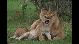 NT1 The Lioness Remix 2024 Version I Dance/Pop/Melodic/Techno (Music Video)