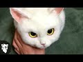 10 МИЛЫХ ЖИВОТНЫХ КОТОРЫЕ МОГУТ ВАС УБИТЬ [Белый кот]