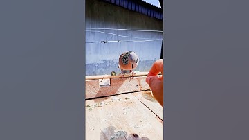 PIKAT JINAK PENGUKU #tekukurnusantara #birds #balam #tekukur #derkukur #pikat #shorts #reels