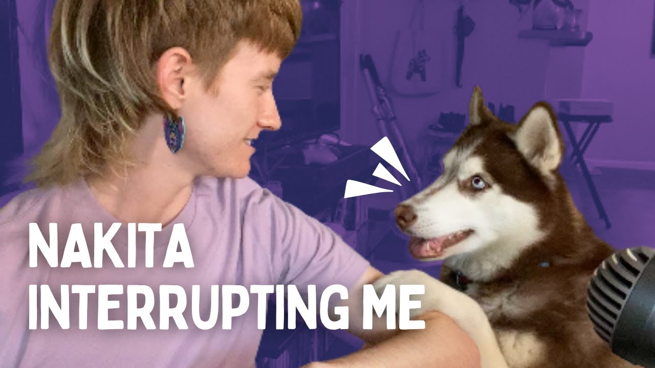 Getting Interrupted by my Husky Compilation | Ft. Nakita the Husky