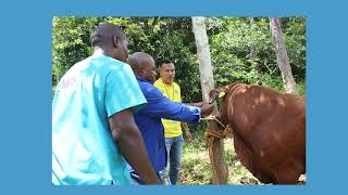 Tag your cattle under the National Animal Identification &amp; Traceability System (NAITS)