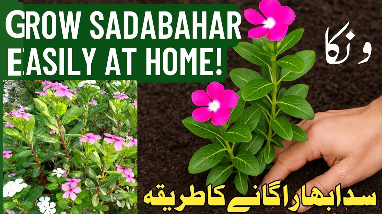 How to grow sadabahar plant at home(in Urdu)🌺 // Sadabahar Plant Care in Summer #AhmadNurseryvlogs