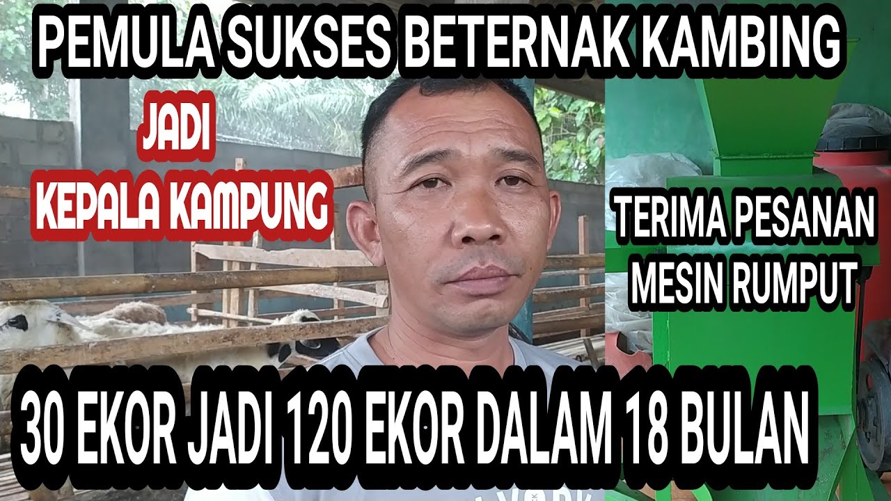 BUKTI !!! Ternak kambing pemula sukses double strike jadi lurah