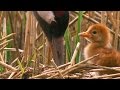 Sweet Baby Crane / The Life of Birds / Crane Chick / Nature Documentary