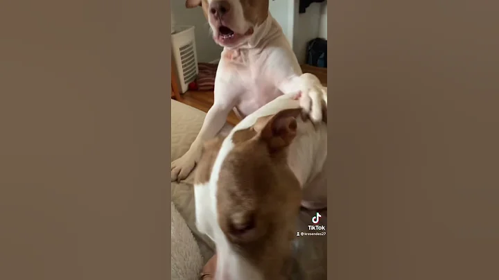 Playful Pitties