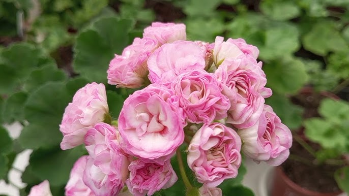 Порно секс галереялары Белге дейін жалаңаш