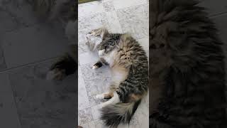 Norwegian Forest Cat is showing how cute she is (to get some treats )