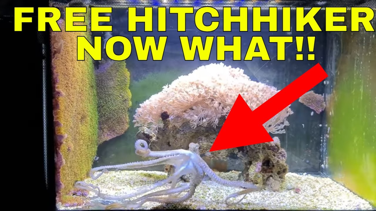 My Pet Octopus YouTube