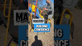 Building Confidence with Mastiff Puppy