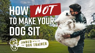 How NOT to Make Your Dog Sit! by Ray Allen Manufacturing 424 views 8 days ago 2 minutes, 3 seconds