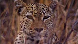 The Hunt 2015 - African Leopard Screen Time