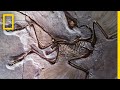 Unearthing the Secrets of Fossils and Earth's Ancient History