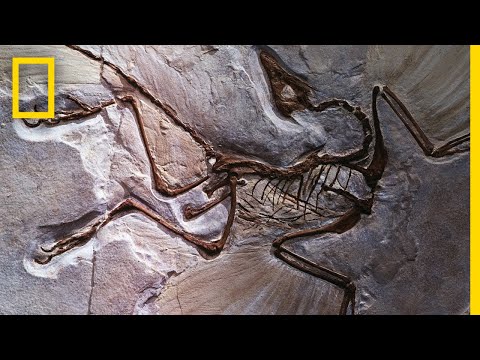 Video: Hvilket levested er højst sandsynligt rigt på fossiler?