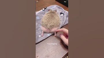 Funny hedgehog 🦔 #funnyvideos #happy #happy #cute #animal #hedgehog