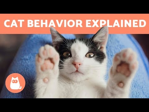 cat behaviors