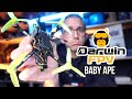 Darwin FPV Baby Ape 3 - a really good cheap drone?
