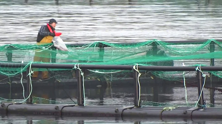 Salmon Farm Killary Fjord