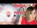 ЛИШАЙ У КОТА: КАК ЭТО БЫЛО? ЧЕМ ЛЕЧИТЬ И ЧТО ДЕЛАТЬ, ЧТОБЫ НЕ ЗАБОЛЕТЬ САМИМ