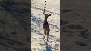 Dancing Doe! Deer Deer |l @SASA-PGM468  || #shorts #viral #trending #deer