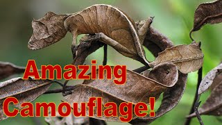 Amazing Animal Camouflage Compilation