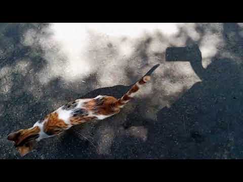 Ringgoy playing around #cat