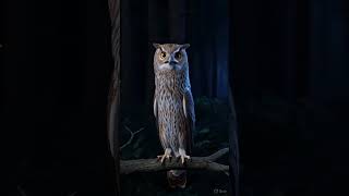 How Owls Turn Their Heads 270 Degrees? 🦉