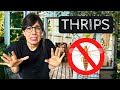 GET RID OF THRIPS! | How to get rid of thrips?