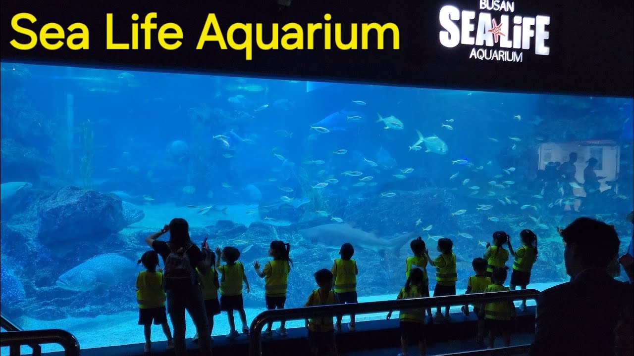 Полная версия шоу аквариума [4K] Русалочка, представление кормления акул | Sea Life, Пусан, Корея