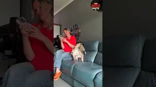 Funniest Dog Moments 😂🐶 | Hilarious Dog Compilation Shorts #dogshorts #funnyanimals