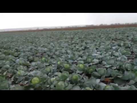 Капуста замерзла 1