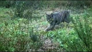 Lince ibérico caza perdiz al vuelo.