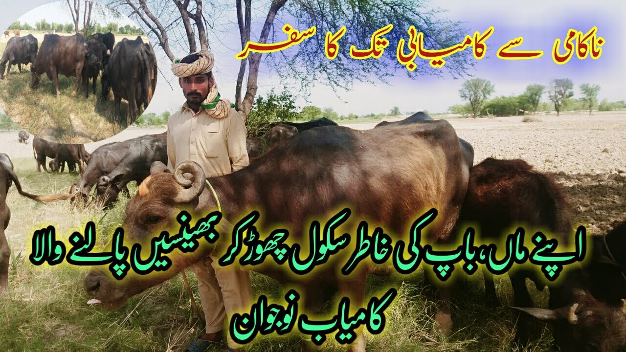 Buffaloes Dairy Farm || Buffaloes Farming In pakistan || Dairy Farming ...