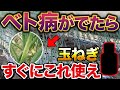 【病気が出る前に】玉ねぎにベト病が出た時・出る前に使えるアイテム教えます!