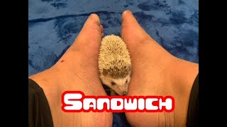 【Hedgehog】Sandwich【Violence】
