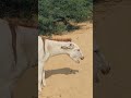 •Natural Instincts: Donkey Style #animals #shorts #trending #viral
