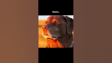 Damn.. #rust #rustconsole #rustgame #rustpvp #rustshorts #meme #memes #fyp  #dog #cooked #rustclips