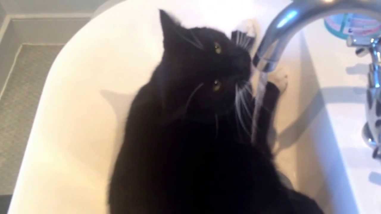 cat facebook The Real Sink Cat