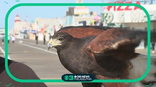 Ocean City unleashes birds of prey to fend off seagulls