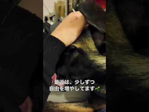 【マリノア飼育Tips3選💡】1.自由を与えすぎない 2.与える時は様子を見ながら少しずつ 3.短時間から始めましょう #マリノア #シェパード #飼い方 #malinois #puppy